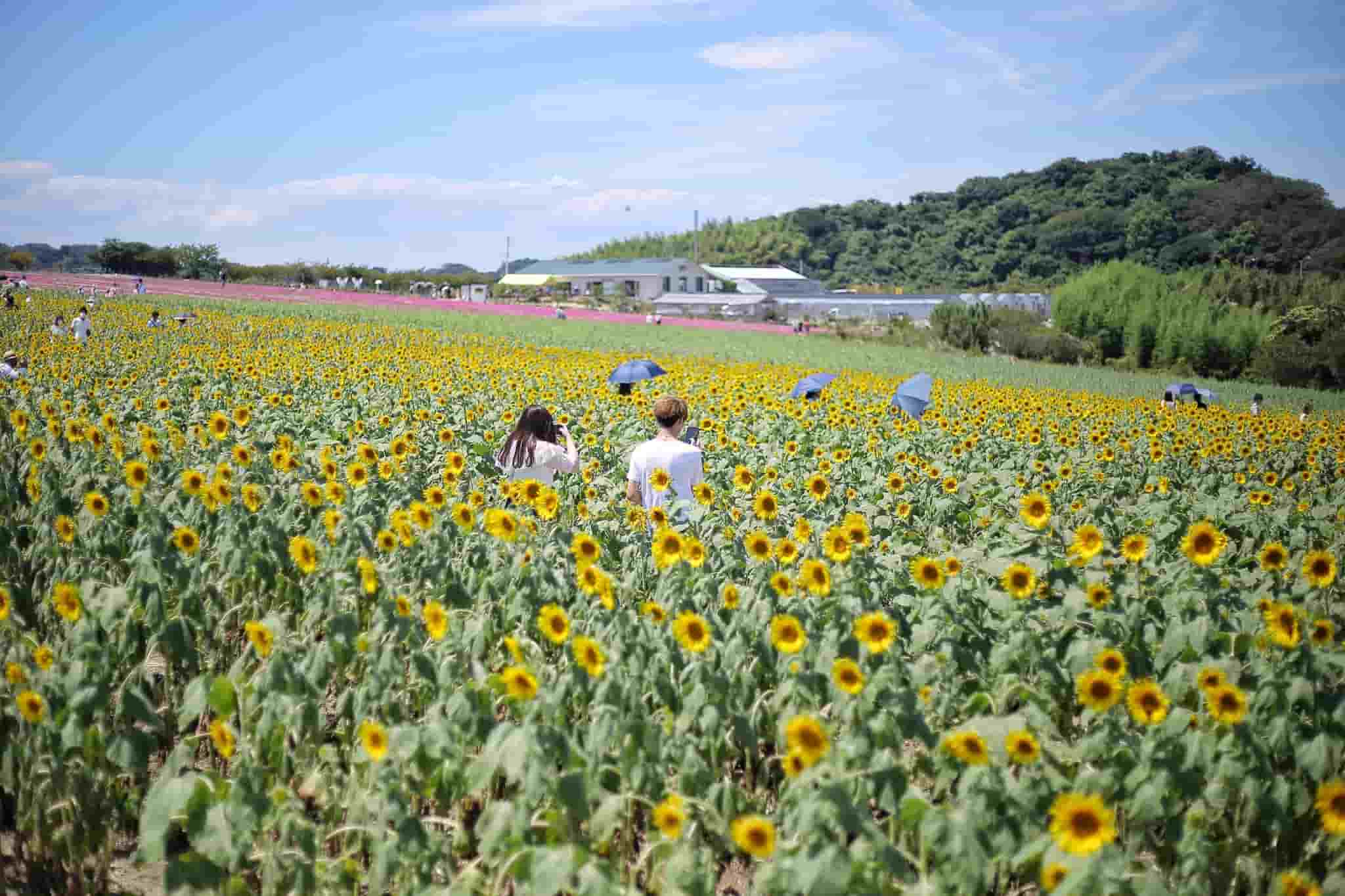 cánh đồng hoa Hana Hiroba