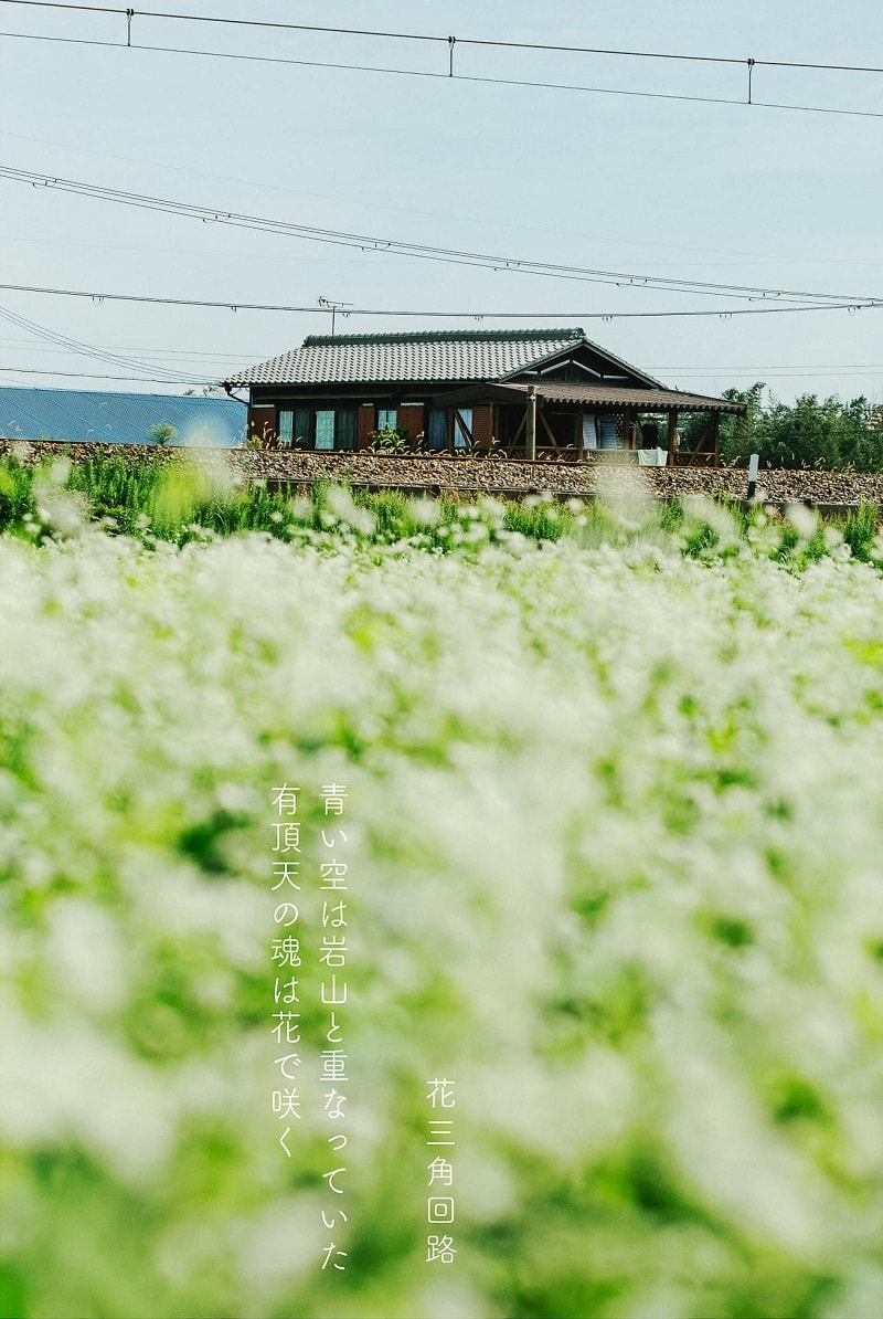 cánh đồng hoa tam giác mạch tỉnh Hyogo