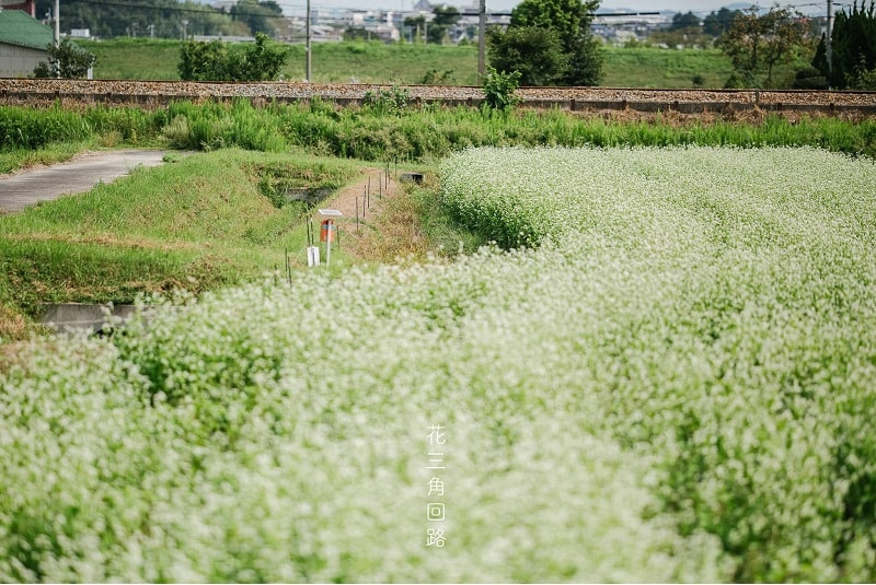 cánh đồng hoa tam giác mạch tỉnh Hyogo
