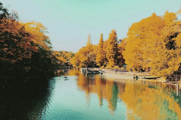 Tha hồ “sống ảo” ở công viên Inokashira phía tây Tokyo vào mùa thu