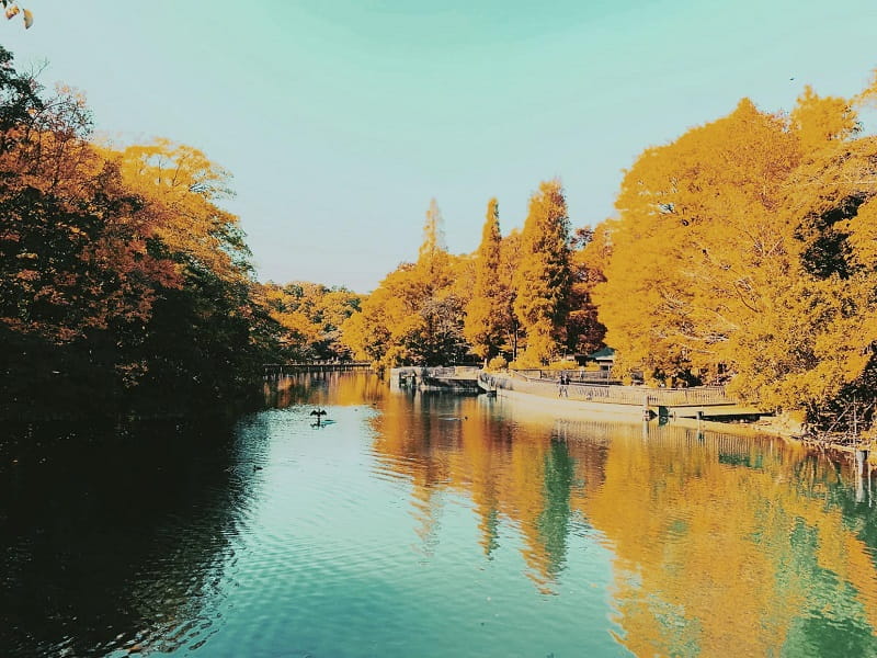 Tha hồ “sống ảo” ở cȏng viên Inokashira phίa tȃy Tokyo vào mùa thu