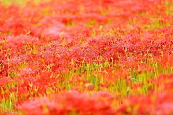 Ngập tràn sắc đỏ của hoa bỉ ngạn loài hoa biệt ly ở Nhật Bản