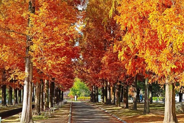 Tỉnh Osaka Nhật Bản mùa thu, hãy ghé thăm dù chỉ một ngày