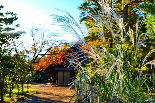 Bản hòa tấu mùa thu Nhật Bản đẹp đến nao lòng