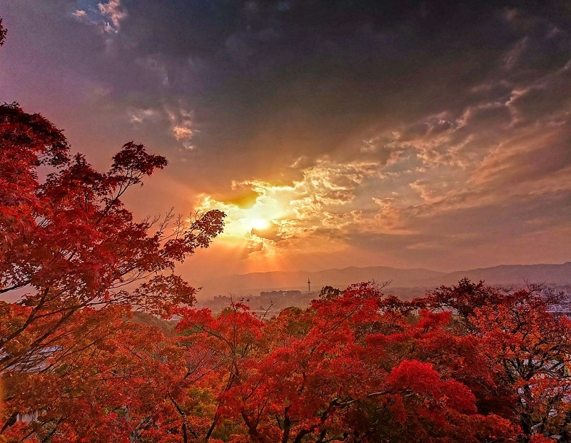 Mùa của lá đỏ rực rỡ tại cố đô Kyoto