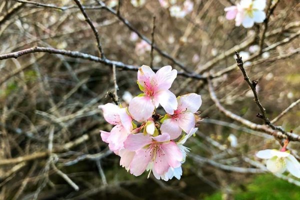 Du lịch Nhật Bản mùa hoa anh đào có gì hấp dẫn?