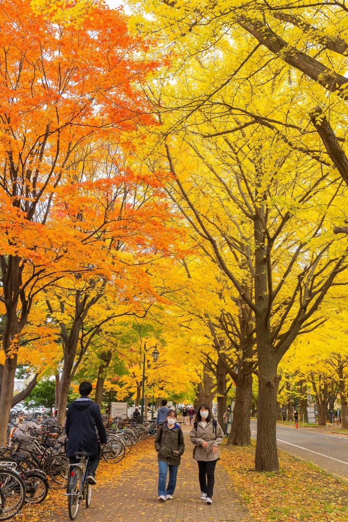 Con đường ngập lá vàng ở một góc của trường đại học Hokkaido