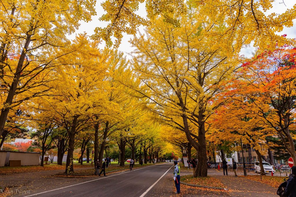 Trường đại học Hokkaido được nhiều bạn ghé thăm vào mùa thu