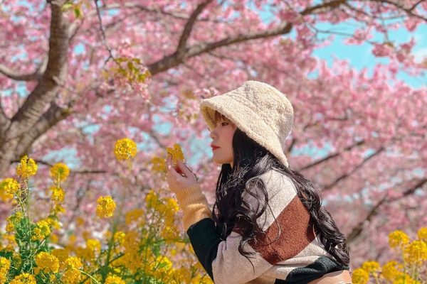 Hoa anh đào khoe sắc rực rỡ tại công viên Nishihirabatake tỉnh Kanagawa