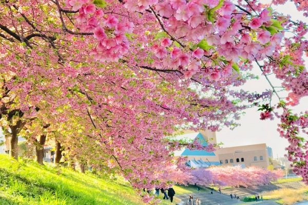 Công viên Okazaki điểm đến lý tưởng mùa hoa anh đào