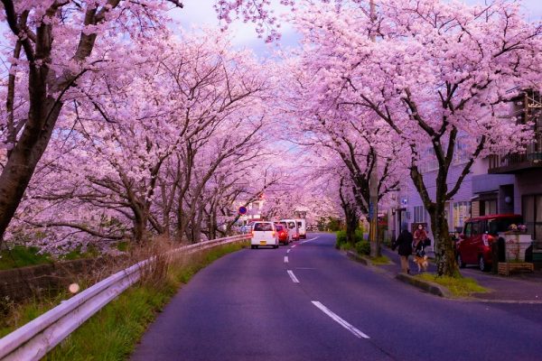 Kaizu Osaki một trong những điểm ngắm hoa anh đào đẹp nhất Nhật Bản
