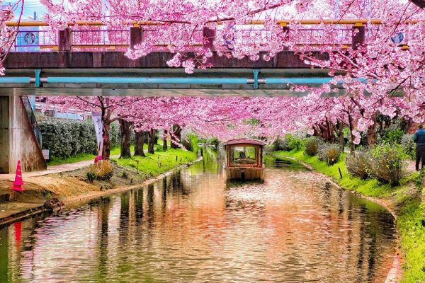 Cùng ngắm hoa anh đào bên bờ sông Ujigawa Haryu