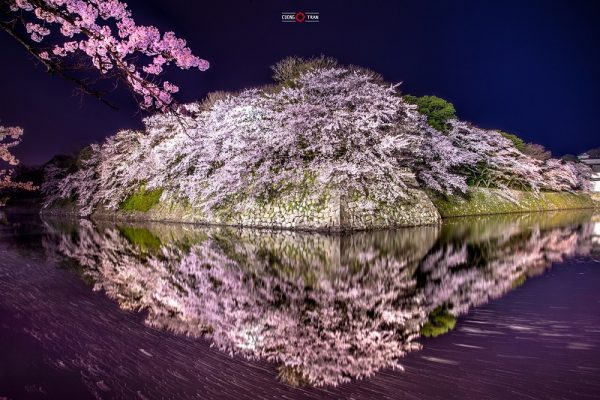 Thành Hikone điểm đến ngắm hoa anh đào nổi tiếng Nhật Bản