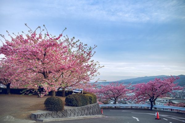 Ghé thị trấn Matsuda để ngắm hoa anh đào khoe sắc