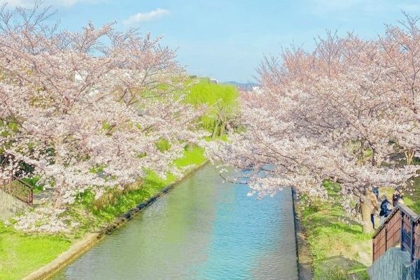 Thưởng ngoạn hoa anh đào bên bờ sông Jukkokubune ở Kyoto