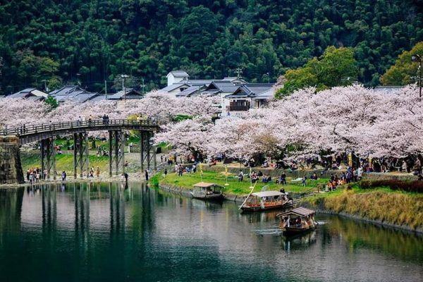 Ghé thăm cây cầu Kintaikyo bắt trọn khoảnh khắc hoa anh đào nở
