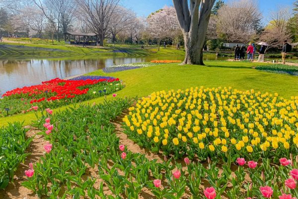 Ngắm sắc hoa rực rỡ khi mùa xuân về trên công viên Showa Kinen Kouen