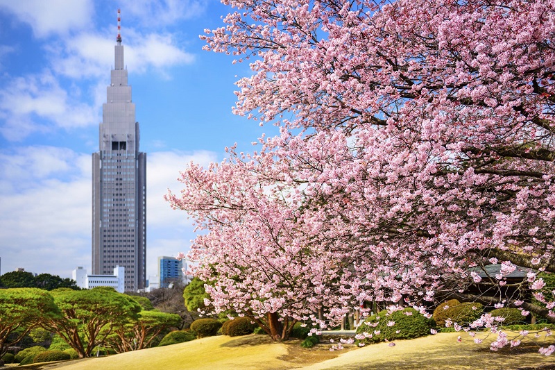 địa điểm ngắm hoa anh đào ở Tokyo