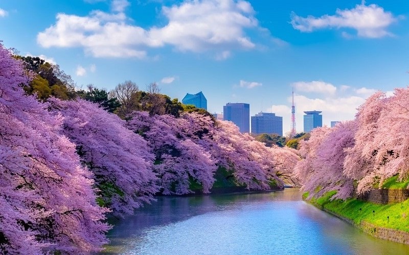 địa điểm ngắm hoa anh đào ở Tokyo