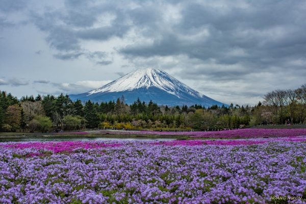 Chiêm ngưỡng những cánh đồng hoa tuyệt đẹp tại lễ hội Fuji Shibazakura