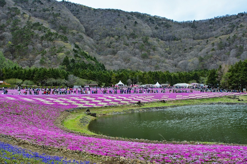 lễ hội Fuji Shibazakura