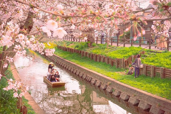 Xuất hành đầu xuân ngắm hoa anh đào nở sớm ở sông Shingashi