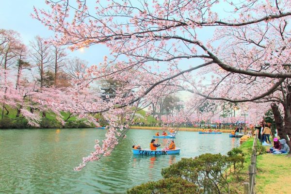 Trải nghiệm mùa hoa anh đào tại công viên Takada