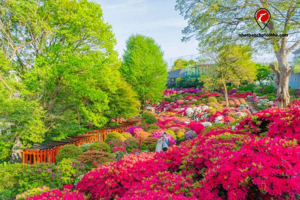 Say lòng mùa hoa đỗ quyên rực rỡ tại ngôi đền Nezu