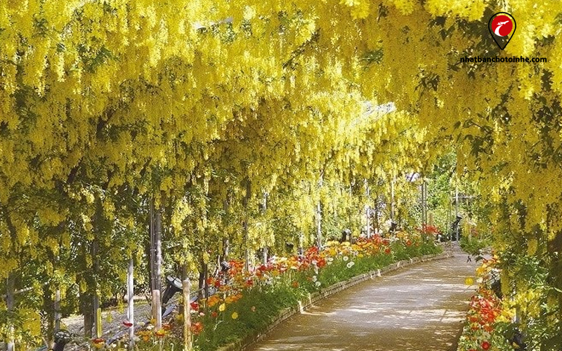 Con đường hoa tử đằng Nhật Bản vàng ươm ở công viên Ashikaga