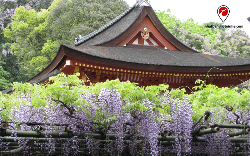Hoa tử đằng trong đền Kasuga Taisha