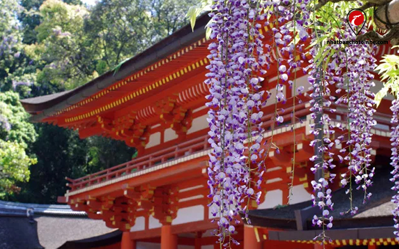 Hoa tử đằng Nhật Bản nở trước đền Kasuga Taisha