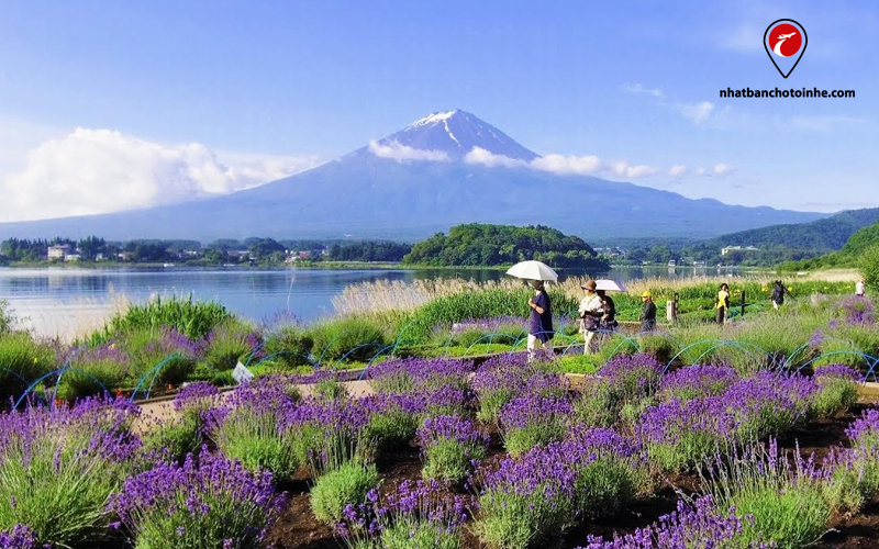 Du khách đến ngắm hoa oải hương và hồ Kawaguchi