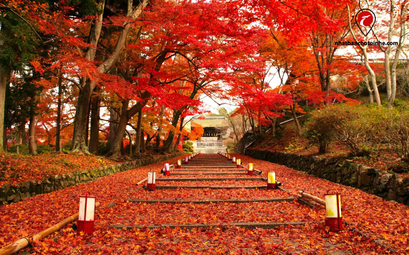 "một luống lá rơi". Con đường được bao phủ trong những tán lá mùa thu sống động vào cuối mùa thu