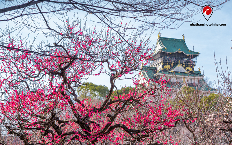 Du lịch Nhật Bản tháng 2 bạn sẽ thấy hoa mận nở rộ ở Nhật Bản khi mùa xuân đến
