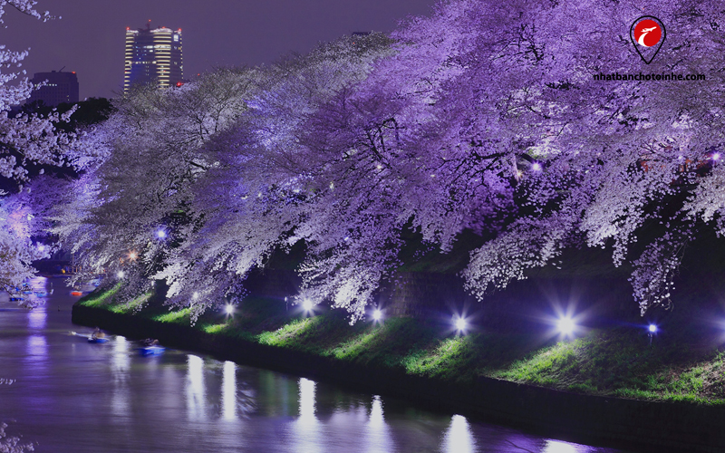 Sakura lung linh dưới những ánh đèn 