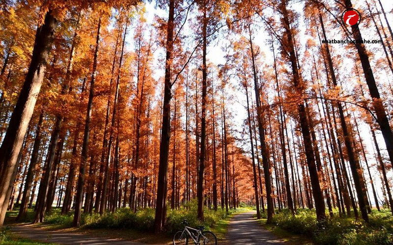 Công viên Mizumoto tỉnh Tokyo vào mùa thu