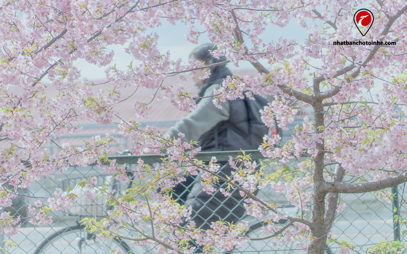 Ý nghĩa hoa anh đào Nhật Bản: Sự tươi sáng, mong manh và thoáng qua của cuộc sống