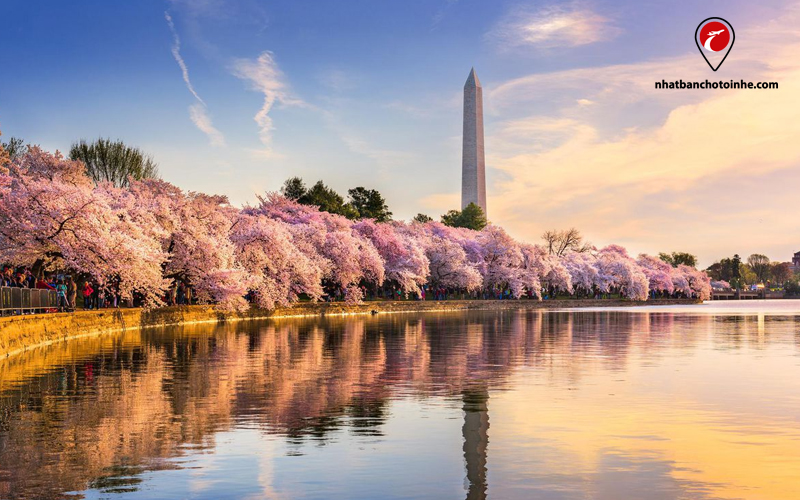 Hoa anh đào ở thủ đô Washington DC - Hoa Kỳ