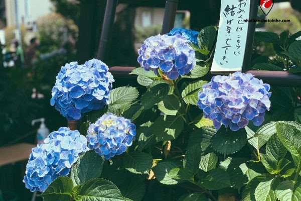 Đền Hakusan địa điểm ngắm hoa cẩm tú cầu miễn phí tại Tokyo