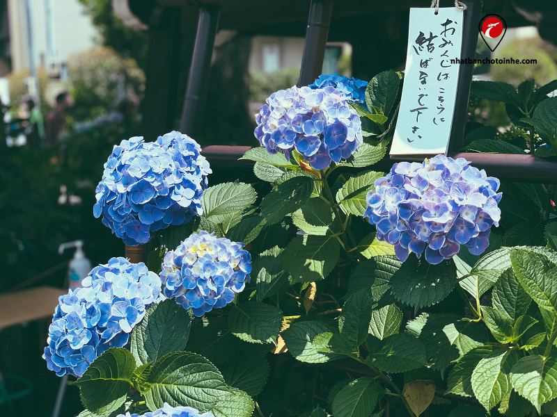 Đền Hakusan địa điểm ngắm hoa cẩm tú cầu miễn phí tại Tokyo