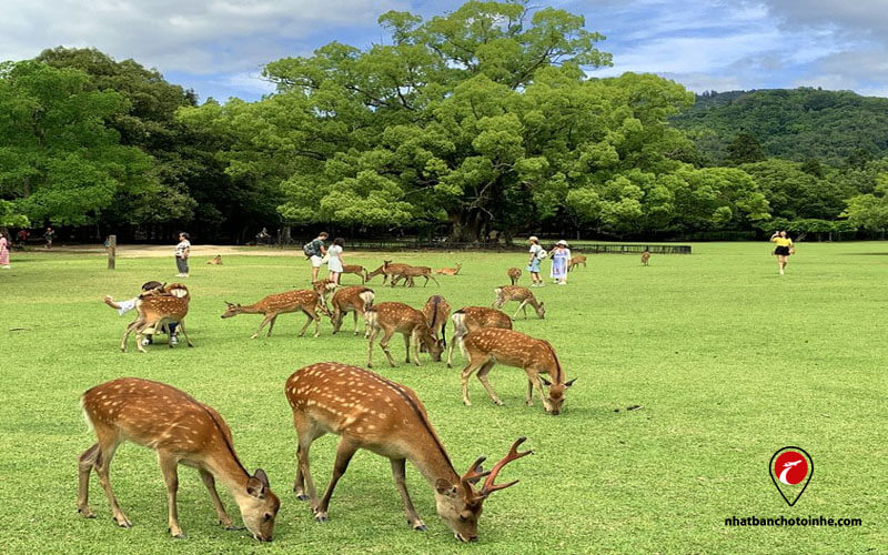 Du lịch Nhật Bản tháng 5: Các chú hươu được tự do đi lại cùng với du khách
