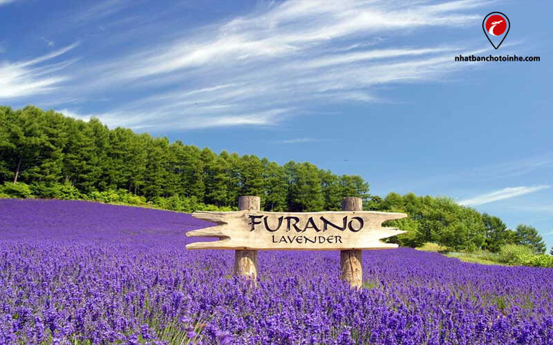 Đồng hoa oải hương Furano, Hokkaido