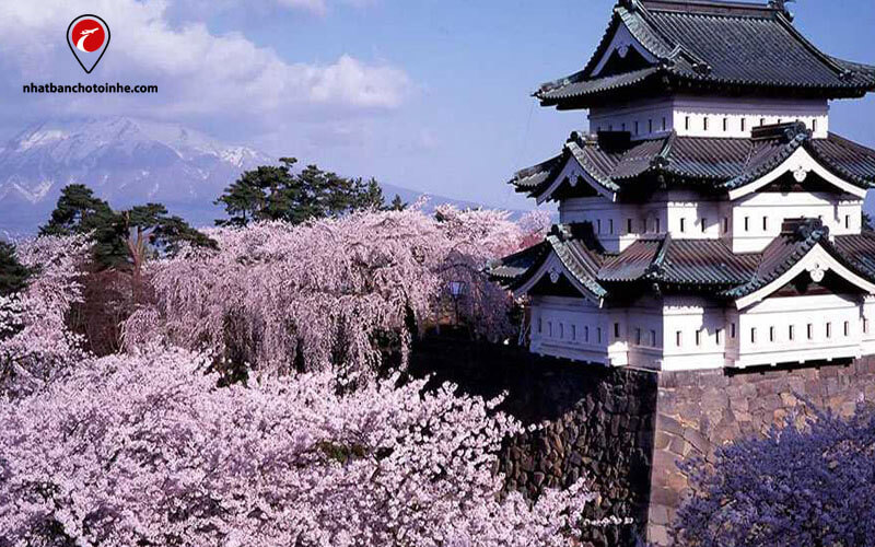 Du lịch Nhật Bản tháng 4: Một trong những địa điểm ngắm hoa anh đào đẹp nhất