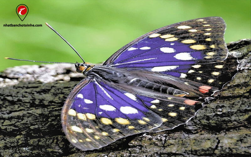 Loài bướm Oomurasaki - biểu tượng quốc điệp Nhật Bản
