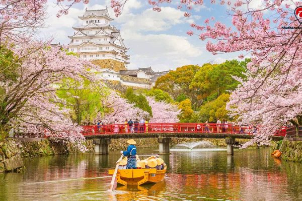 TOP 5 điều cần biết khi tham gia lễ hội hoa anh đào ở Nhật Bản