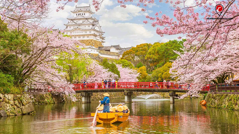 TOP 5 điều cần biết khi tham gia lễ hội hoa anh đào ở Nhật Bản