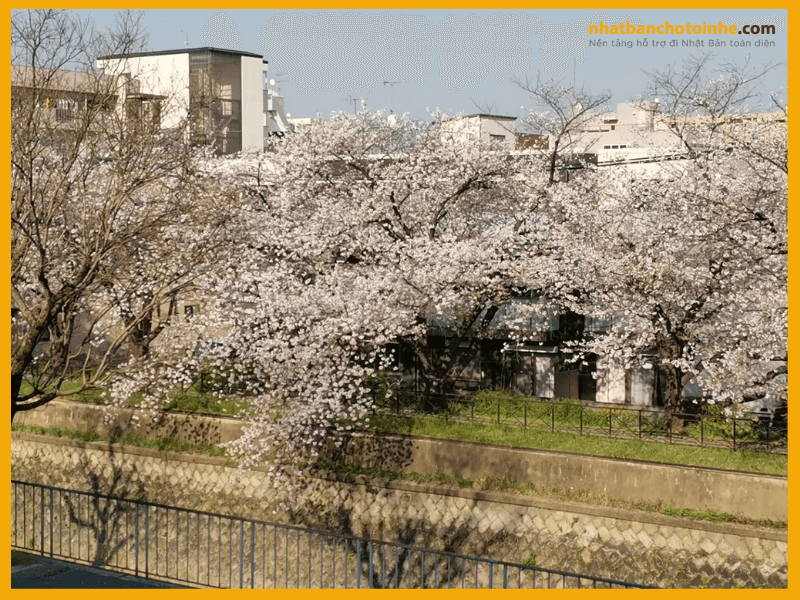 Trường Nhật ngữ Kyoto Minsai - Thành phố Kyoto