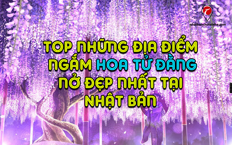 Tổng hợp địa điểm hoa tử đằng nhật bản nở đẹp nhất