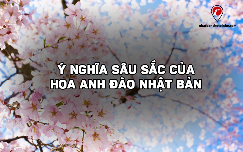 Ý nghĩa hoa anh đào Nhật Bản