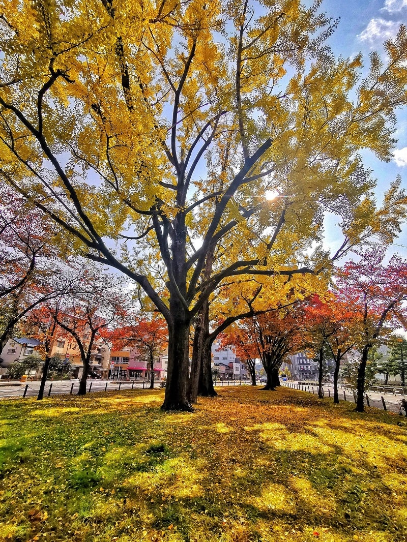 Kyoto chuyển mình vào thu